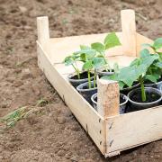 När man ska plantera gurkor i öppen mark, råd från trädgårdsmästare