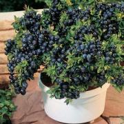 Blueberries: growing from seeds