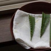Growing, caring for and propagating aloe at home